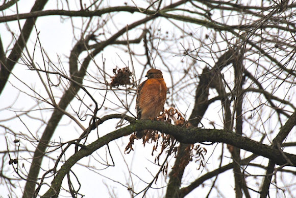Spotting Image 1
