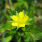 Norwegian Cinquefoil
