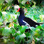 Common Moorhen