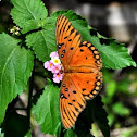 Gulf Fritillary 