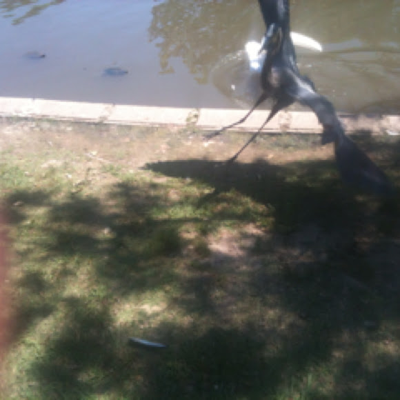 Spotting Image 1