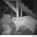 raccoon