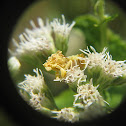 Jagged Ambush Bug