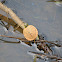 Eastern River Cooter