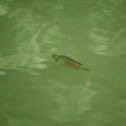 Sunfish sp?
