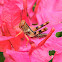 grasshopper
