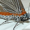 Snouted Tiger Moth