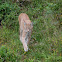 Eurasian lynx