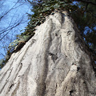 Common hornbeam / Obični grab