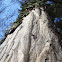 Common hornbeam / Obični grab