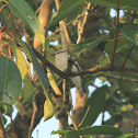 Pied Triller