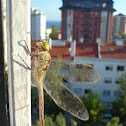 Libélula