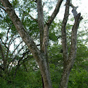 Dinde -  Old Fustic mulberry - Dyer's mulberry