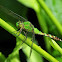 Eastern Pondhawk Dragonfly