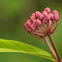 Common Milkweed