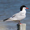 Common Tern; Charrán Común