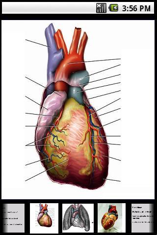 Human Anatomy - Heart