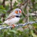 Zebra Finch