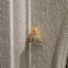 Sooty-Winged Chalcoela