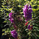 Foxglove