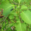 click beetle