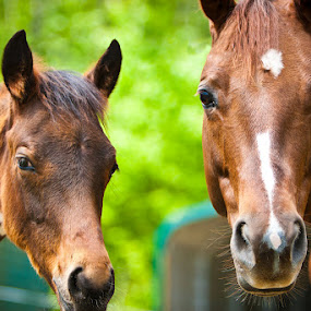 Momma Horse And Her Colt by Joe Boyle - Animals Other Mammals ( equine, shelter, horses, colt, horse )