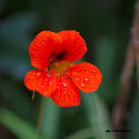 Garden Nasturtium