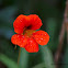 Garden Nasturtium