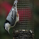 White-breasted nuthatch