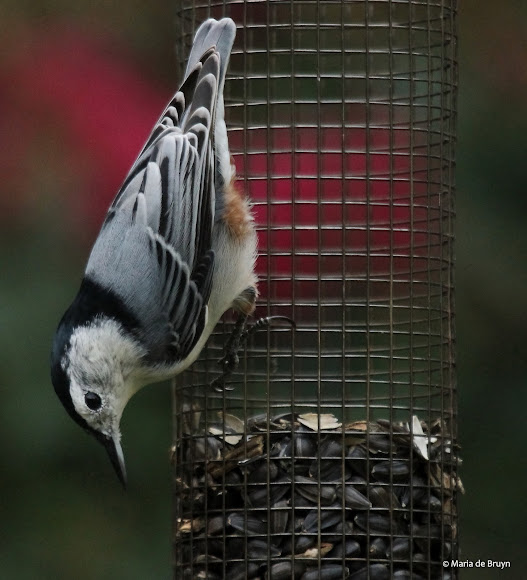 Spotting Image 1