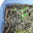 Smooth Earth Snake