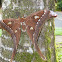 Hercules Moth