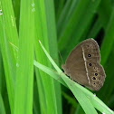 Mycalesis perseus cepheus