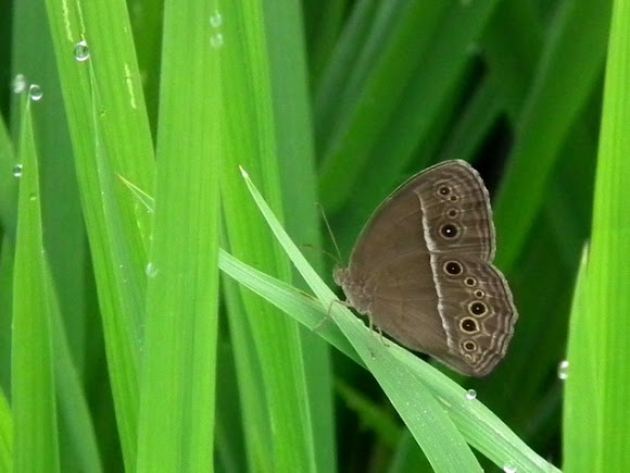 Spotting Image 1