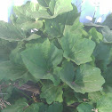 Some Kind of Plant