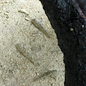 Mudskipper