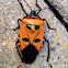 Red Stink Bug