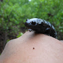 Marbled Salamander