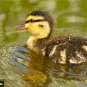 Mallard juv.