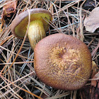Giant Gymnopilus