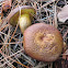Giant Gymnopilus