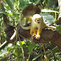 Squirrel Monkey