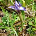 Barbary nut