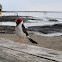 Yellow-billed cardinal