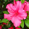 Azalea