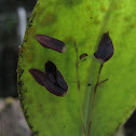 Orquídea