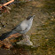 Gray catbird