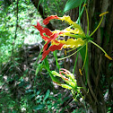 Flame Lily