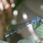 Damselfly
