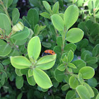 Lady Beetle